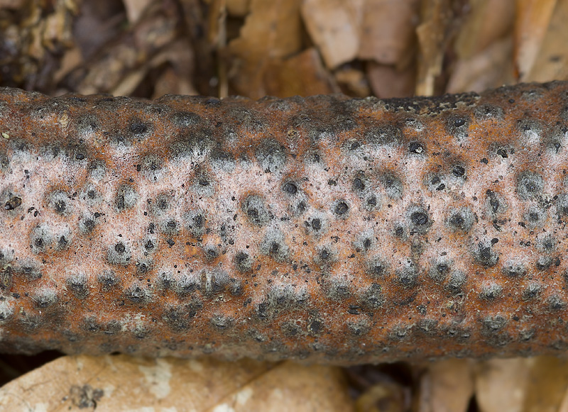 Lopadostoma fagi